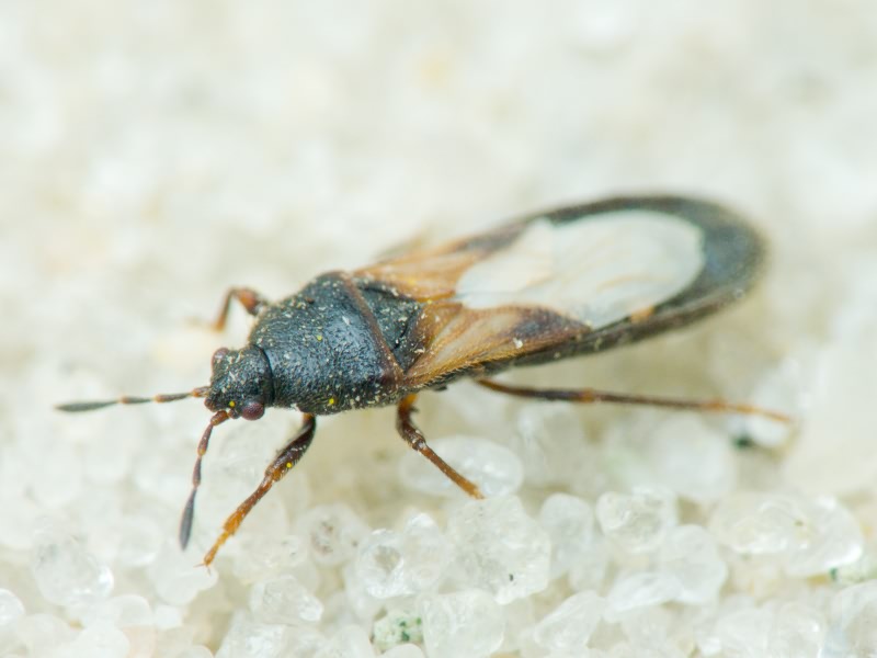 Dimorphopterus spinolae (Signoret, 1857)